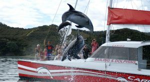 Carino Sailing and Dolphin Adventures, Bay Of Islands