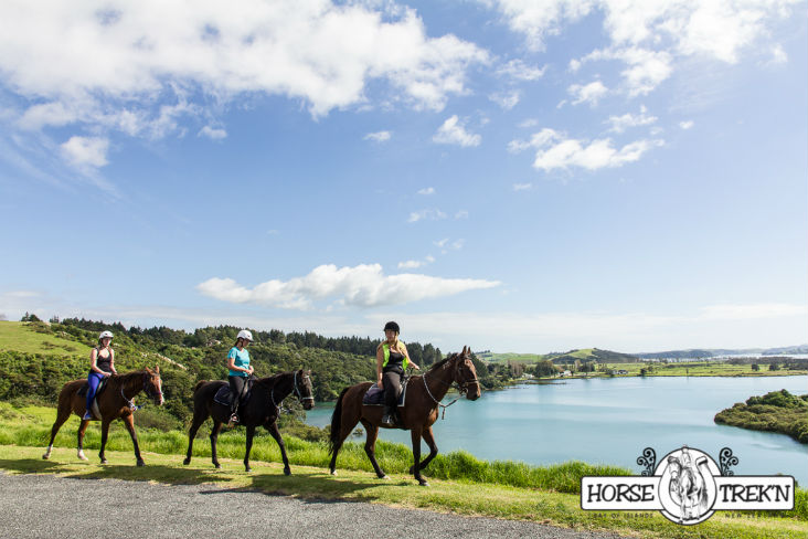 Horse Trekn NZ - two horses in line