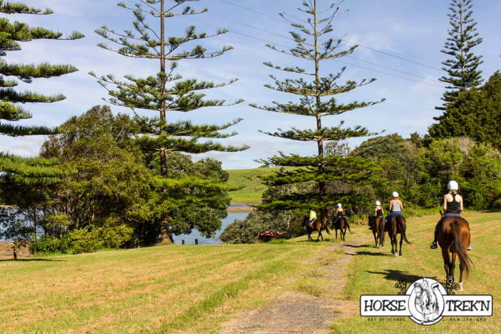 Horse Trekn NZ - Horse Riding Down a path