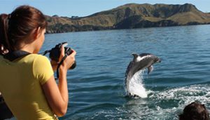 explore group, dolphin viewing, bay of islands