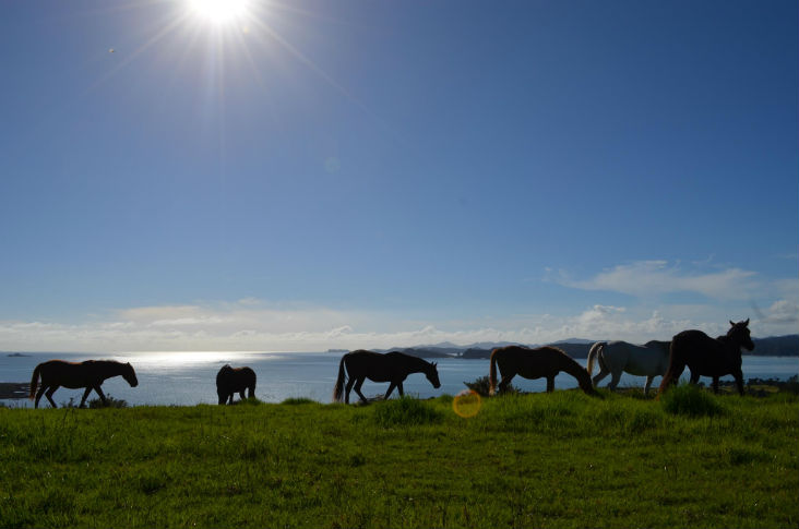 Horse Trekn NZ - Horse Riding by the sea