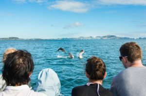 Dolphin Safari - Discover The Bay Cruise - Image 2