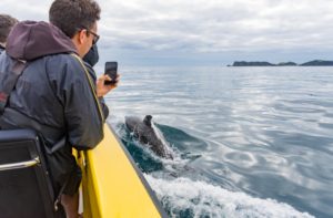 Dolphin Safari - Ocean Adventure Tour - Image 3