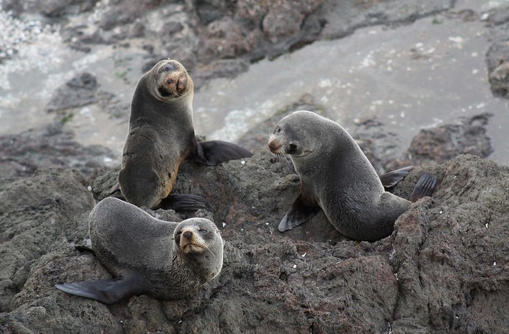Seal Safari - Discover The Bay Cruise - Image 1