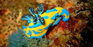 Marine Life - photo from Paihia Dive