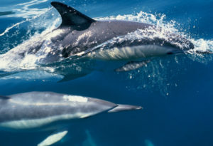 Common Dolphins (image: Department of Conservation)