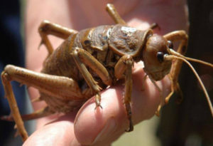 Giant Weta - the worlds largest insect