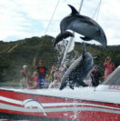 Carino Sailing and Dolphin Adventures