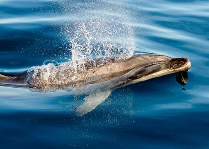 Wild dolphin in the Bay of Islands