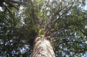 Kauri Tree - 90 Mile Beach