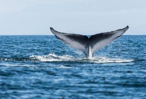 Blue Whale, Bay of Islands