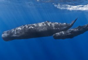 Sperm Whale - Photo: Gabriel Barathieu