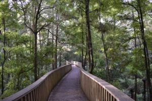 Haruru Falls Mangrove Forests (Best Travel Guide NZ)