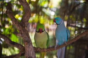 2 Parrots perched together on branch