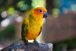 Orange and yellow parrot
