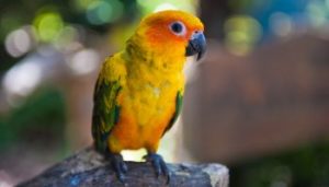 Orange and yellow parrot
