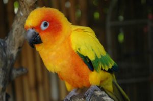 The Parrot Place Orange Parrot