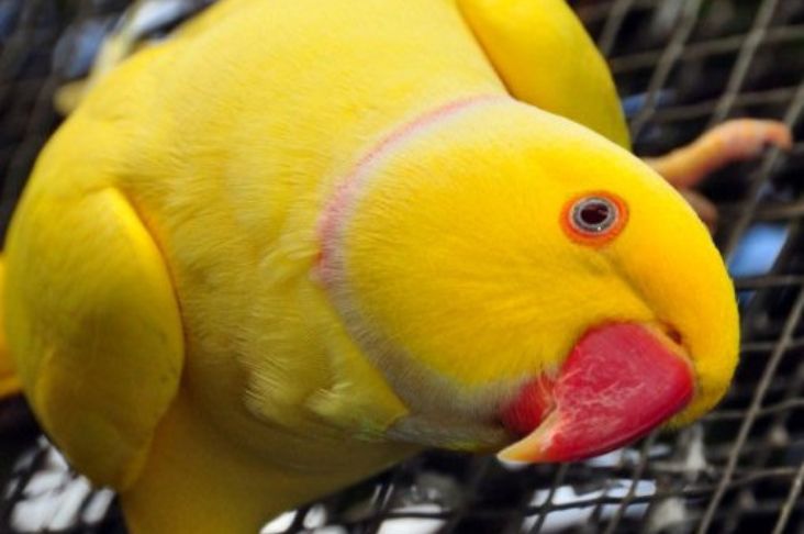 Yellow parrot looking at the camera