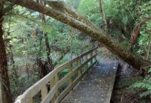Opua Kauri Walkway