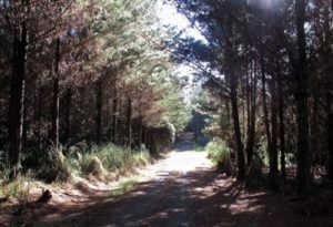 Waitangi Forest